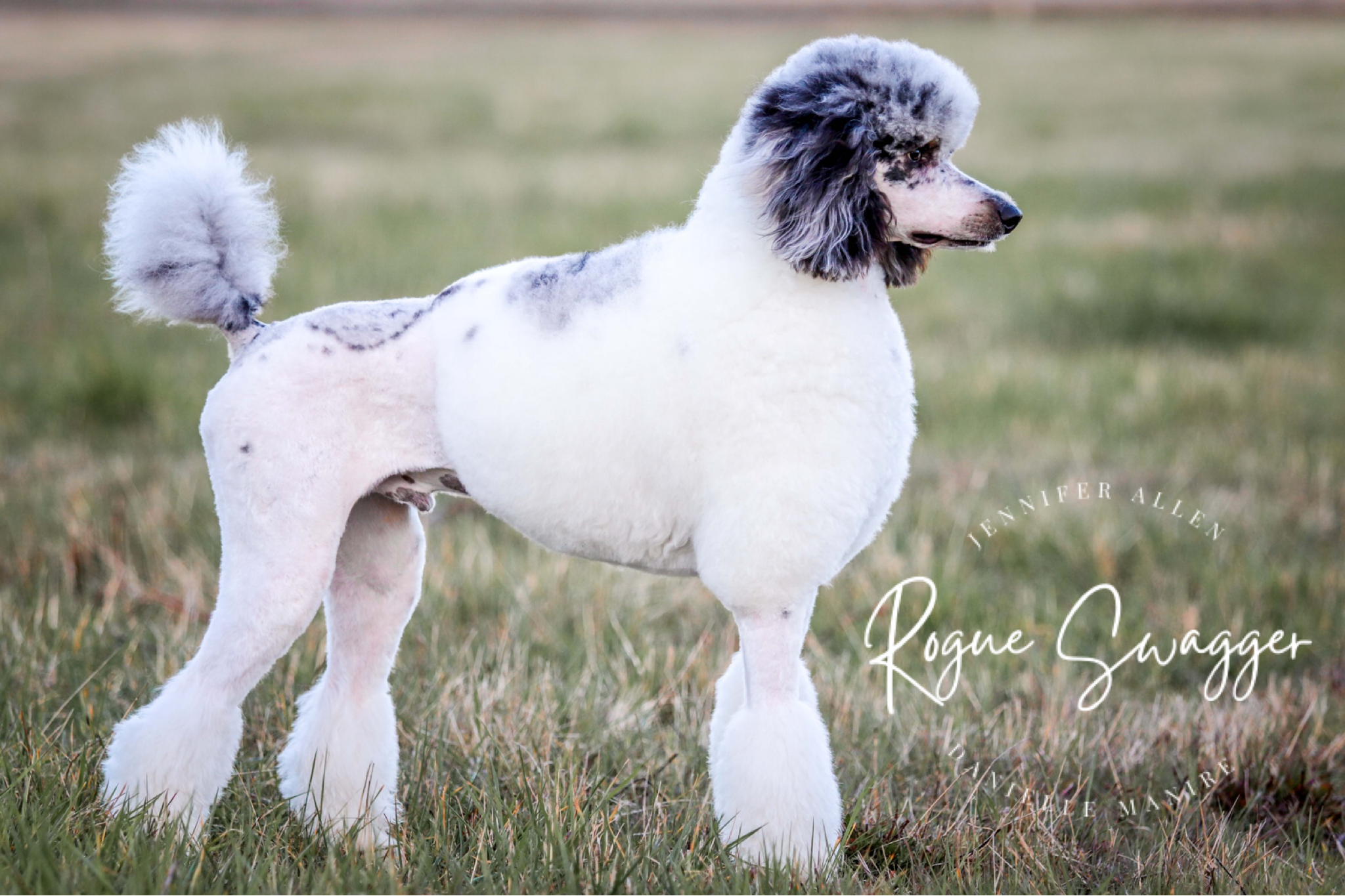 Swagger - AKC Phantom Parti Merle Standard poodle Stud — Pacific